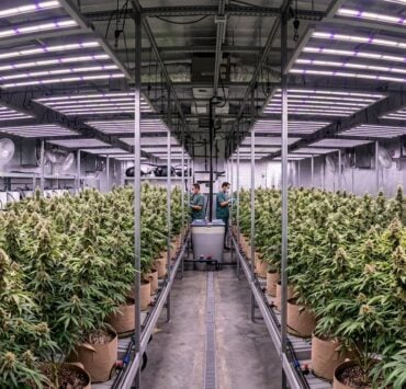 cannabis world news A professional scale grow operation that cannot afford to make mistakes.