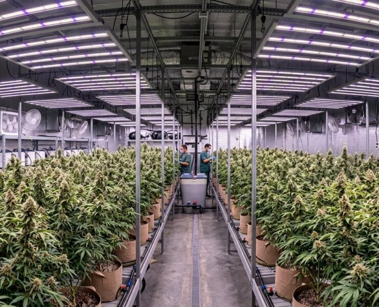 cannabis world news A professional scale grow operation that cannot afford to make mistakes.