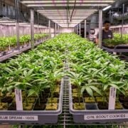 cannabis world news seeds strains genetic breeding image of indoor grow operation