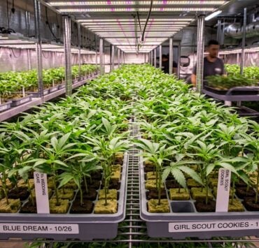 cannabis world news seeds strains genetic breeding image of indoor grow operation