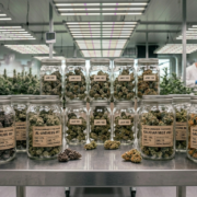 cannabis world news image of cannabis jars