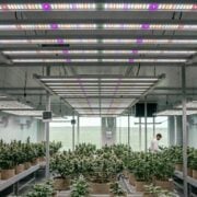 cannabis world news indoor growing image of grow room