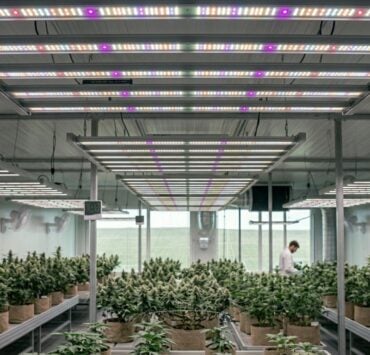 cannabis world news indoor growing image of grow room