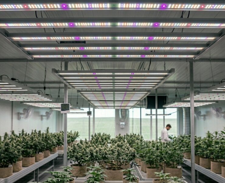 cannabis world news indoor growing image of grow room