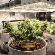 cannabis world news image of grow op