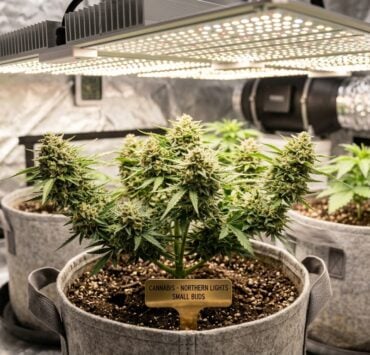 cannabis world news image of grow op