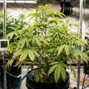 cannabis world news plant