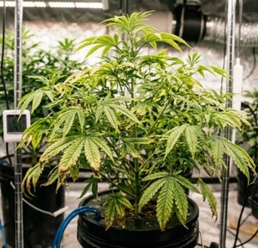 cannabis world news plant