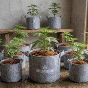 cannabis w3orld news plants