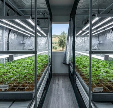 This grower will choose the best plants from this population of seedlings